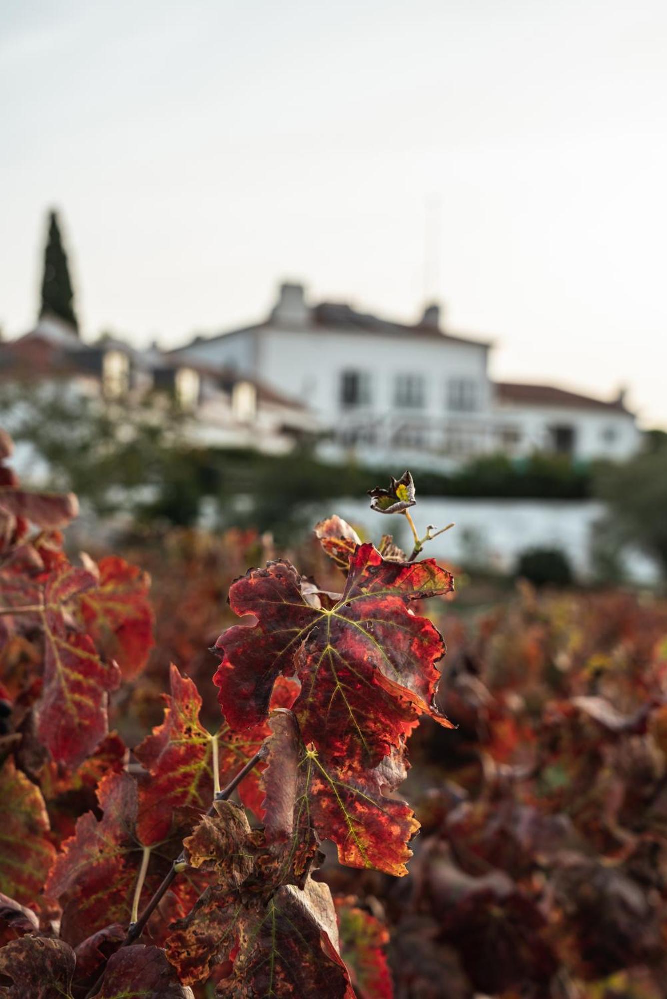 Hotel Casa Palmela - Small Luxury Hotels Of The World, Hotel & Villas Setúbal Zewnętrze zdjęcie